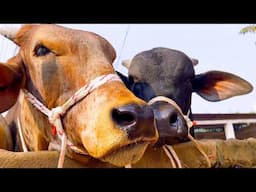 cow unloading, cow videos, cow video, animal, big cow, goru hamba cow, Ep-161