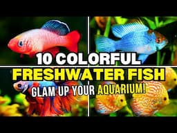 Top 10 Most Colorful Freshwater Fish! | Colorful Fish In Aquarium