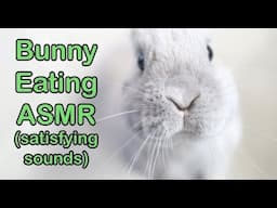 Bunny Rabbit ASMR (SO SATISFYING!)