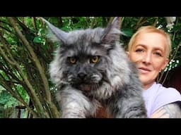 12 Giant Challenges of Owning a Maine Coon | Pet Selection