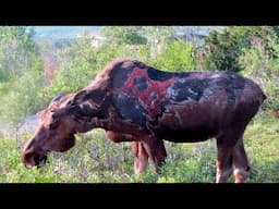 10 Animals Struck by Lightning