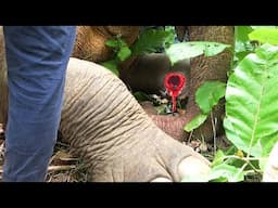 Pain relief! Limping Elephant suffered with an injured leg, gently treated by kind officers