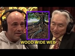 The Wood Wide Web | Joe Rogan Experience