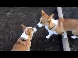 Young Goro & corgi ゴローさんとコーギー