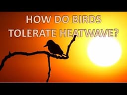 HOW HEAT WAVES AFFECT BIRDS?