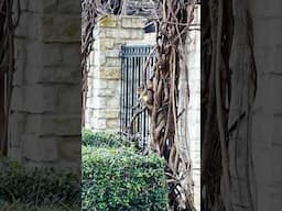 Closeup Of A Squirrel Enjoying A Quick Snack