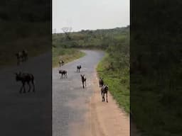 African Wild Dogs on the Move  #wildlife #endangeredspecies