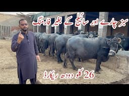 Mangol Nili Ravi Buffalo Dairy Farm Faislabad #buffalo  #cow #dailyvlog