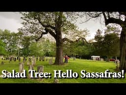 Hello Sassafras = Salad Tree! Learn to ID, Harvest and Eat Its Tasty Leaves