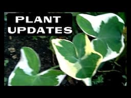 PLANT UPDATES @JoePlantitoVlogs