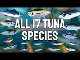 All 17 Tuna Species - A Comprehensive Coverage