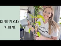 Repotting Houseplants | How to tell they need repotting