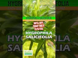 🚨50% OFF🚨Hygrophila Salicifolia (Rugged background plant) 50% OFF!!! TODAY ONLY (2/25/25)