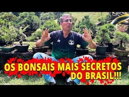 VISITEI A COLEÇÃO DE BONSAI DE PINHEIRO MAIS SECRETA DO BRASIL!!!