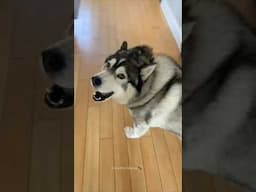 Husky Expectations / Reality🤣 Normal dogs vs Huskies | Huskies are pro at saying NO #husky #shorts