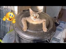 Funniest Animals 2024 😂 Best Funny Cats 😻🐶 Cute Baby Cats | Part 1