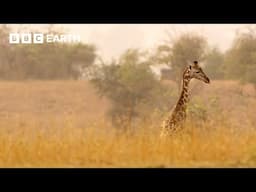 Wild Giraffe Relocated To New Home | Africa's Gentle Giants | BBC Earth Kids