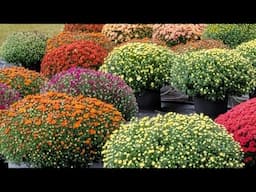 Watering Over a Hundred Mums and Mums Care