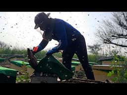 आज निकाला 160kg शहद! Honey Harvesting 🍯 at Nyutam Farm