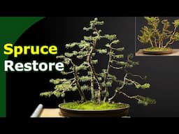 Restoring a neglected Picea (Spruce) bonsai forest