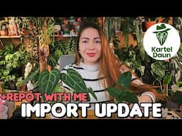 Houseplant import update! Repotting Anthurium hybrids and Hoya from Kartel Daun 📦🌿✨