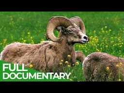 Bighorns: A Wild Connection | Free Documentary Nature