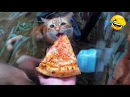 Funny Dogs And Cats Videos 2024 😅 - Best Funniest Animal Videos Of The week Part 32