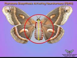 Insect Mate Attraction and Egg Formation