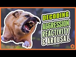 Aggression, Reactivity, and Arousal - Decoding Canine Behavior