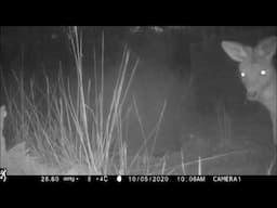 Australian Nightlife Round The Feral Cat Trap Part One By Keith H  Burgess