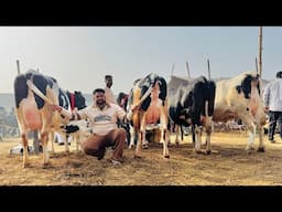 देखो पंजाब की इस मंडी रेट ॥ Khanna Mandi Punjab ॥ Itwar Dairy Farm