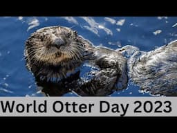 Otterly Adorable: Celebrating World Otter Day:)