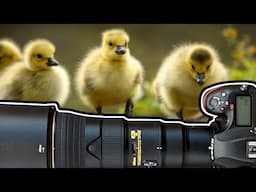 Ducklings, Goslings & Moorhen Chicks! Wildlife Photography Vlog