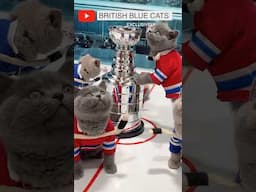 Cat's Stanley Cup final game! Puff Kittens Super plays! #britishbluecats #hockey  #stanleycup