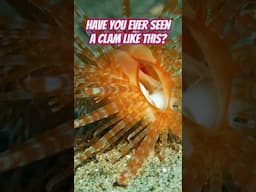 Limaria fragilis also known as the fragile file clam #shorts #ocean #uw