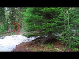 Shoofly Creek Sasquatch Investigation after Umatilla Bigfoot Footage