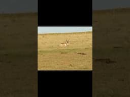 Sunrise antelope kill shot. #hunting  #hunt #shoot