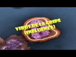 Virus de la gripe (Influenza)