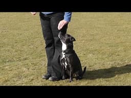 Dog Obedience - Novice recall 4 - finish