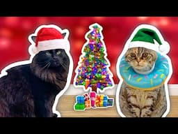 I Threw My CATS a CHRISTMAS Party!