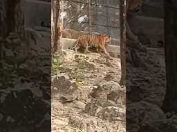 Two Man Eater Tigers Tussle at Malsi Deer Park. A rare sighting! #maneater #maneatertiger #tigers