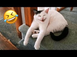 Funniest Animals Videos 2024🤣 - Funniest Cats😹 and Crazy Dogs🐶 Videos!