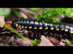 HITCHING A RIDE #millipede