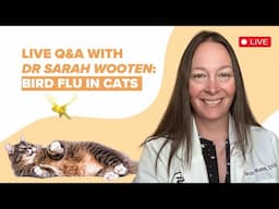 Answering Your Questions On The Bird Flu Outbreak In Cats (Vet Q&A)