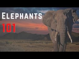 Elephants 101 - Fast Elephant Facts and Information