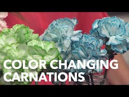 Best Color Changing Carnations - Steve Spangler