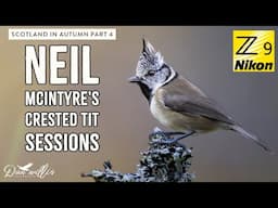 Neil McIntyre's Crested Tit Photography