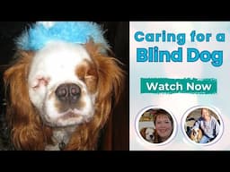 Caring for a Blind Dog: Tips, Training, and Life with Crash the Blind Cavalier King Charles Spaniel