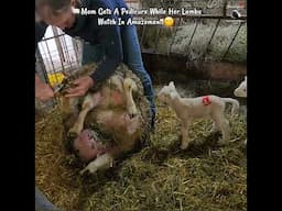 Momma Sheep Gets A Pedicure While Curious Lambs Watch! #sheepfarming #ewetopiafarms