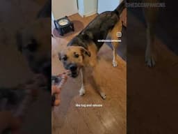 How to Play Tug with Dog